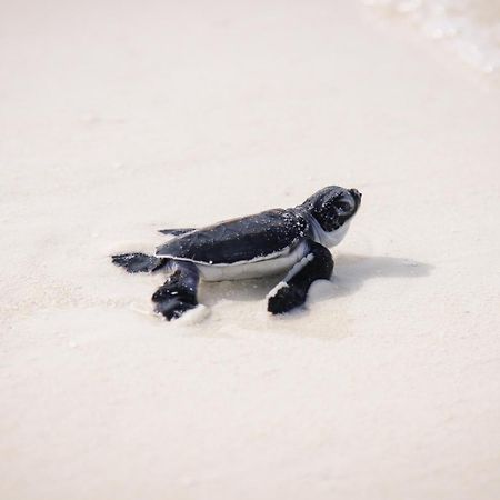Kanuhura Maldives Kuredu Ngoại thất bức ảnh