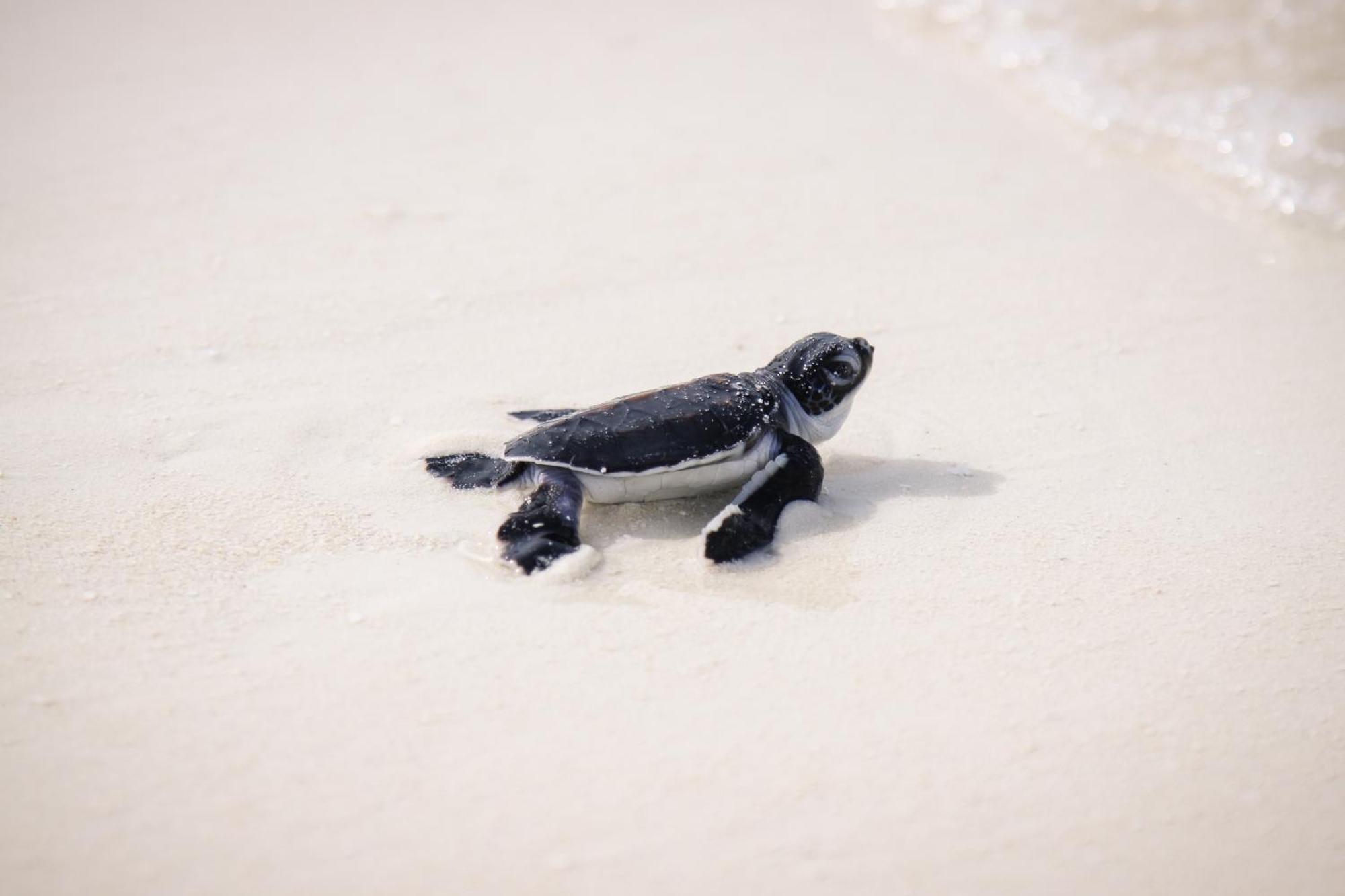 Kanuhura Maldives Kuredu Ngoại thất bức ảnh